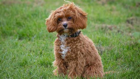 Cavapoo Puppies Breeders に対する画像結果