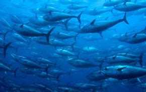 Image result for Fish in Danger of Extinction