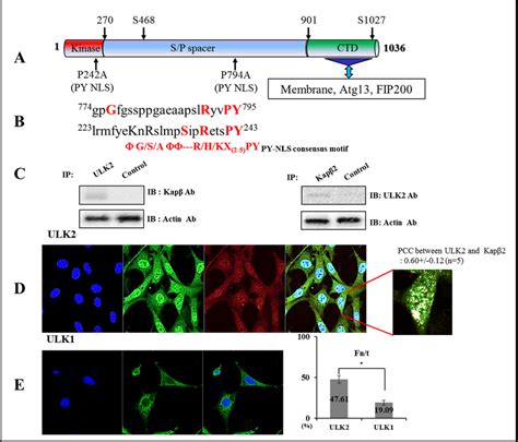 Image result for Py NLS