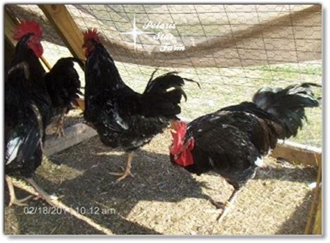 Image result for Molten Java Chicken