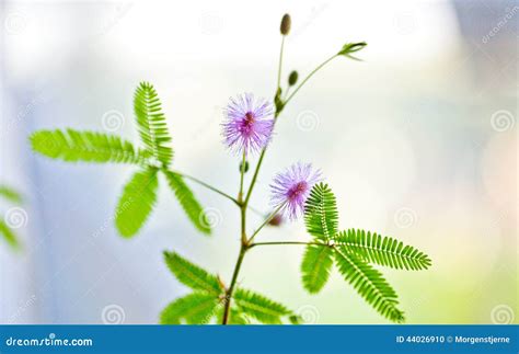 Image result for Mimosa Pudica Royalty Free Images