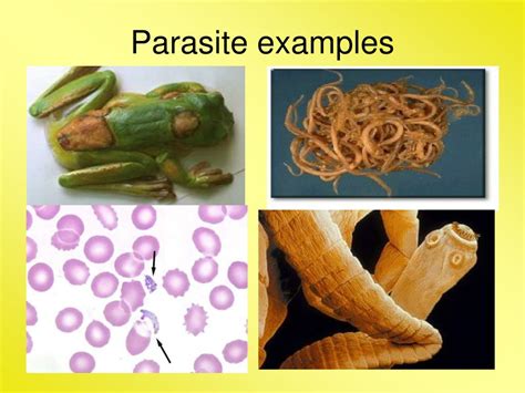 PPT - Community Ecology Chapter 21 PowerPoint Presentation, free ...