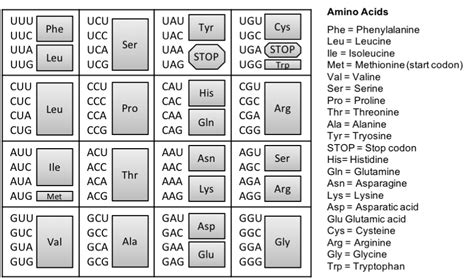 Image result for Protein Coding Gene Number