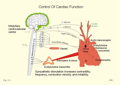 Image result for Autonomic Modulation Heart