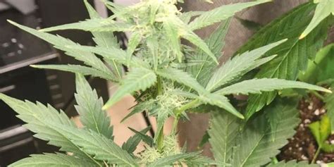 Image result for Growing a Autoflower