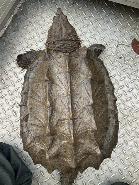 Image result for Alligator Snapping Turtle Shell