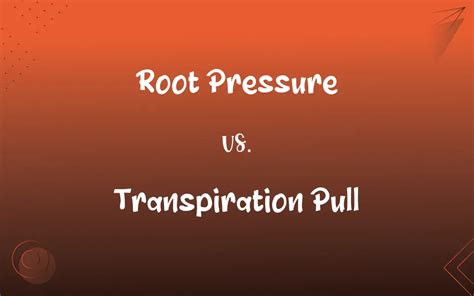 Image result for Transpiration Pull Schematic/Diagram
