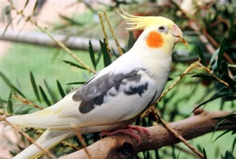 Toradh íomhá ar Cockatiel Exercise