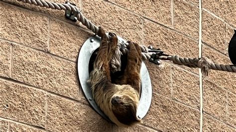 Image result for Chester Zoo Sloth