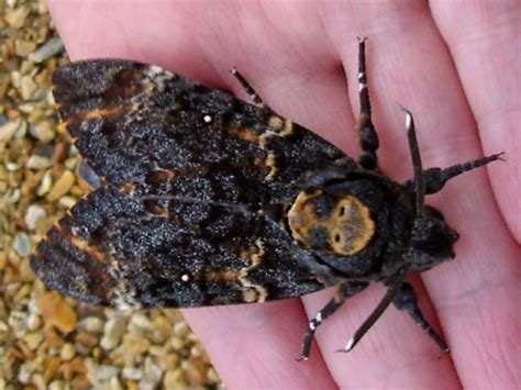 Image result for Dead Head Hawk Moth