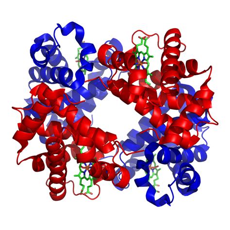 Afbeeldingsresultaten voor Protein Structure Function