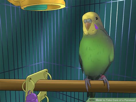 Image result for Taking Care of a Parakeet