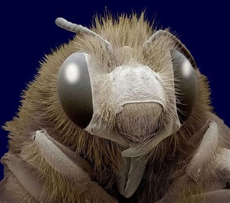 Image result for Insects Under Electron Microscope