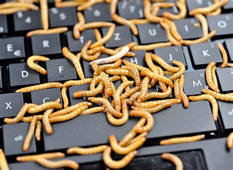 Image result for Computer Networms