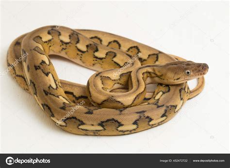Image result for Platinum Reticulated Python