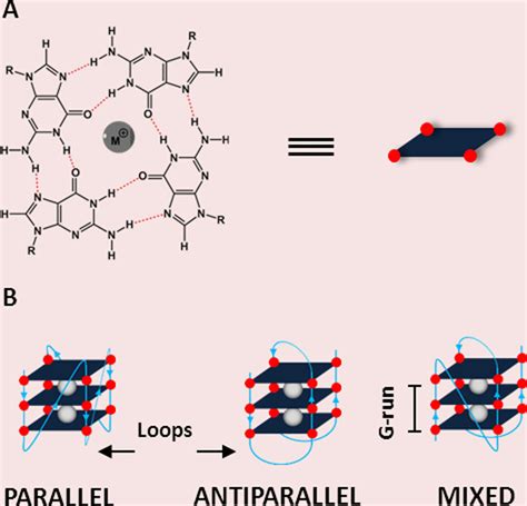 Image result for Parallel G4 Structure