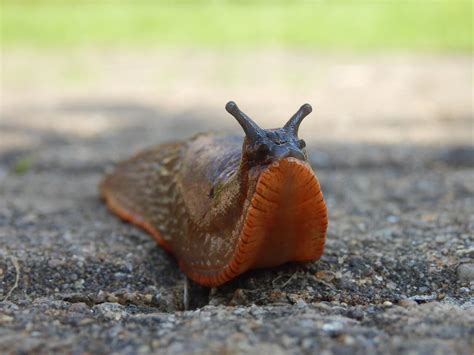 Image result for Slug Eating