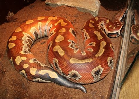 Image result for High Red Blood Python