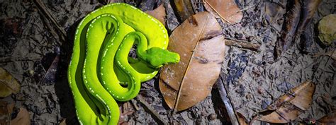 Image result for Green Tree Python 4K