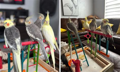 Image result for Cockatiels Playing