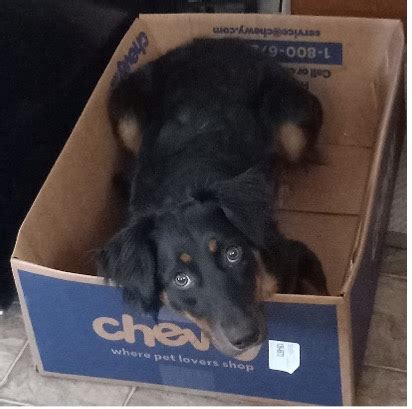 Image result for Clicker Animail