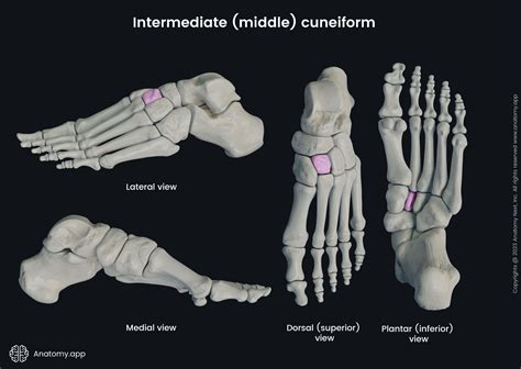 Image result for Subtalar Joint Anatomy