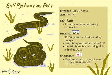 Toradh íomhá ar Ball Python Ticks