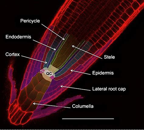 Image result for Root Cap Activity
