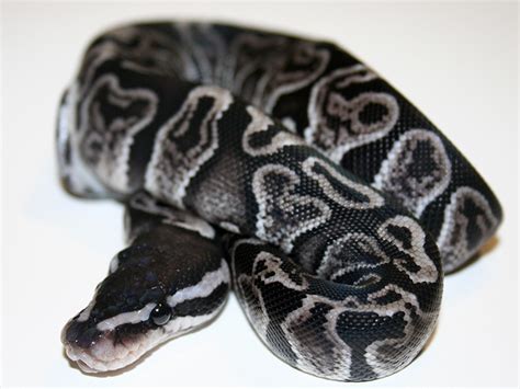 Image result for Ghi Axanthic Ball Python