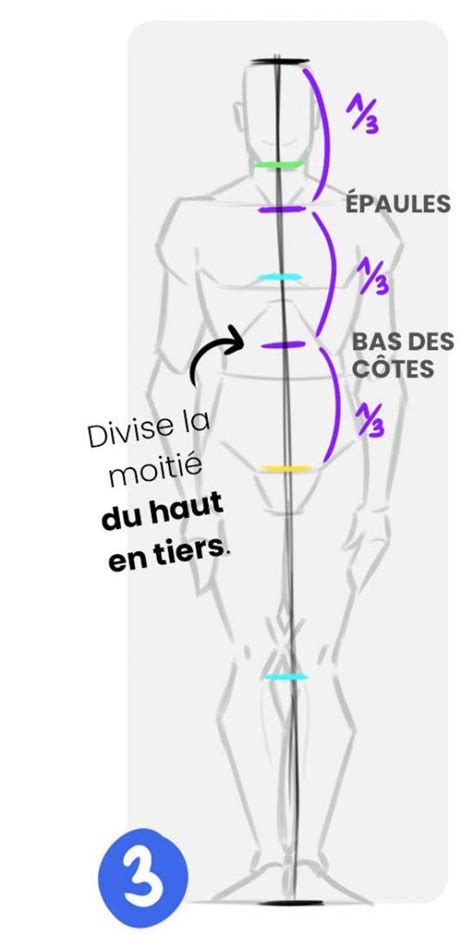 Afbeeldingsresultaten voor Proportion Anatomie Corps Humain