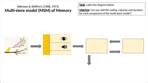 Image result for Multi-Store Model of Memory a Level Psychology