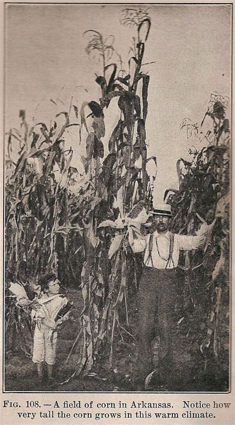 Old Corn Prop に対する画像結果