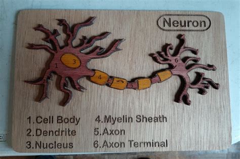 Image result for Creative Neuron Model