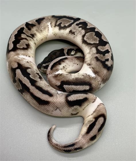 Image result for Axanthic Piebald Ball Python