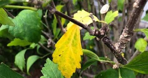 Toradh íomhá ar How to Care for Hibiscus