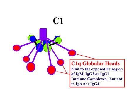 Image result for Complement System C1q