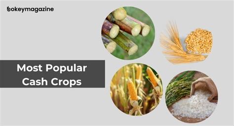 Image result for Examples of Cash Crops
