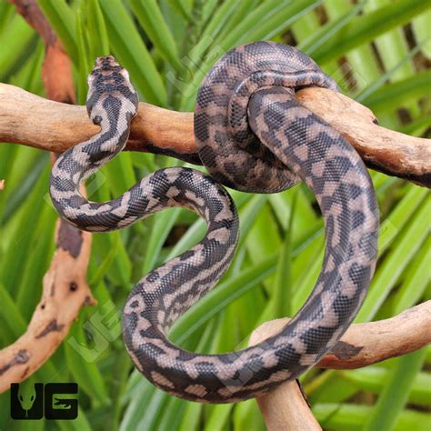 Afbeeldingsresultaten voor Axanthic Jungle Carpet Python