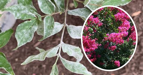 Powdery Mildew Crape Myrtle に対する画像結果