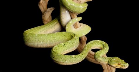 Image result for Green Tree Python Growth Chart