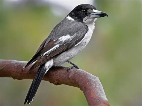 Image result for Australian Butcher Bird Sound