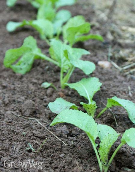 Afbeeldingsresultaten voor Turnip Time