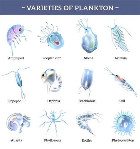 Plankton 101: Their Role in Nature and Your Aquarium