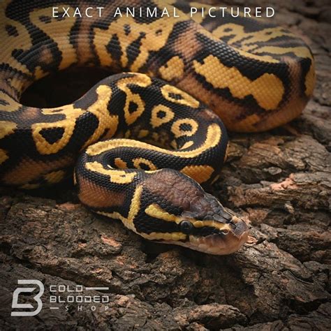 Image result for Pied X Axanthic Ball Python