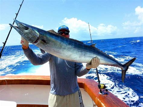 Image result for Wahoo Fish Anatomy Diagram