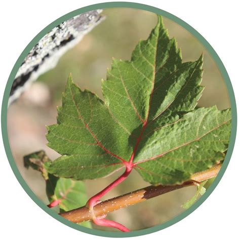 Silver Maple Root System に対する画像結果