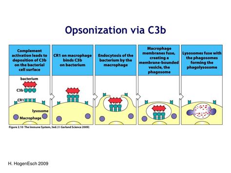 Toradh íomhá ar Complement C3 Production