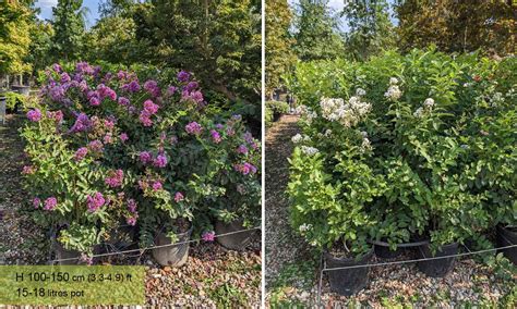 Toradh íomhá ar Lagerstroemia
