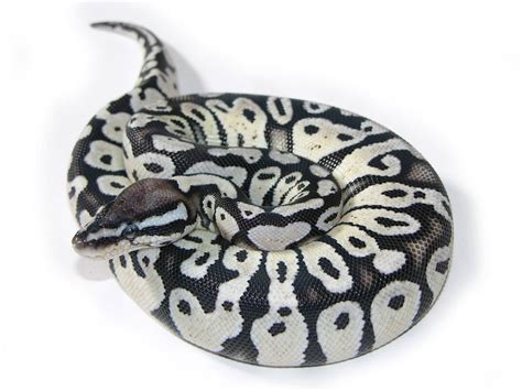Image result for Super Pastel Axanthic Ball Python