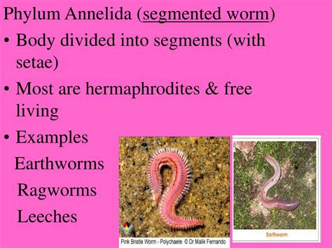 Image result for Non Examples of Taxonomy